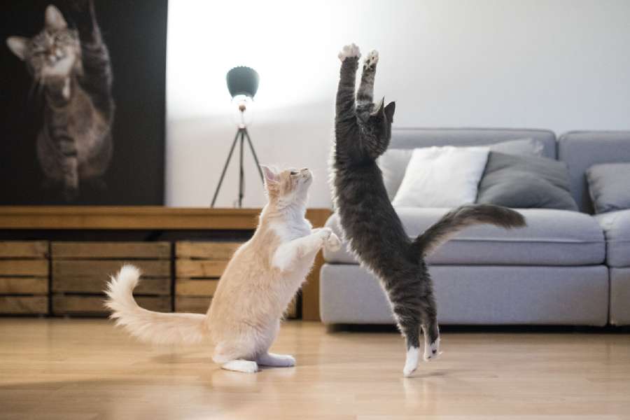 Two Cats Playing and Jumping