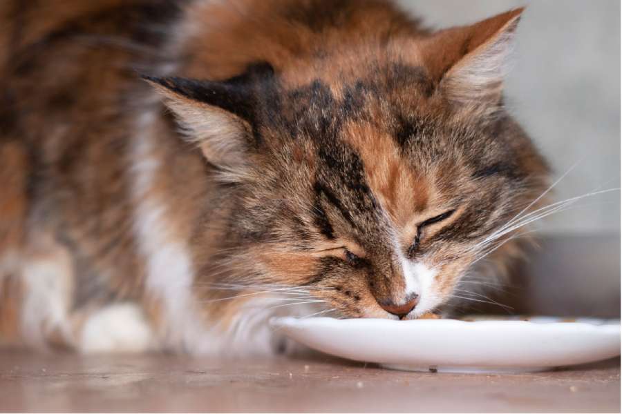 Cat Eating Results of TNFR Program