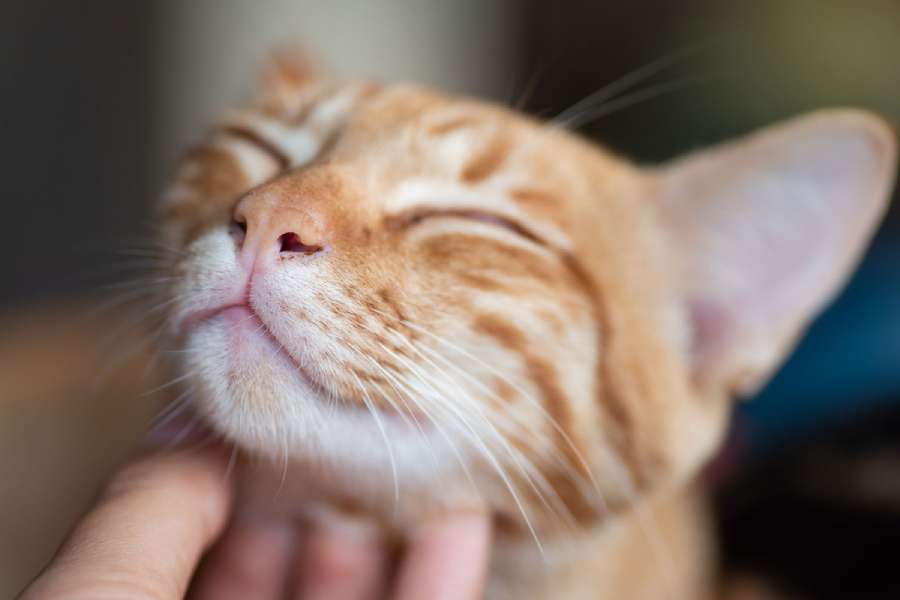 Cat being petted under chin