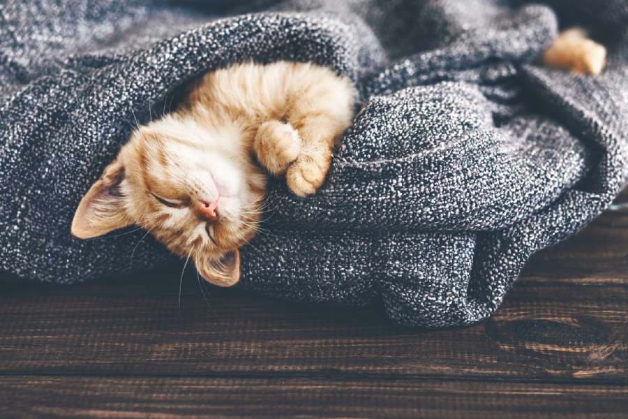 Cute Kitten in Blanket